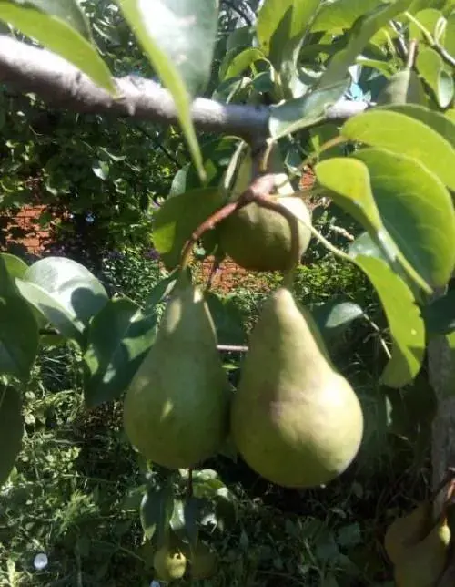 Саджанець Agro-Market Груша Бере Боск (осінній сорт, середній термін дозрівання) 1 шт. в упаковці (36529) - фото 5