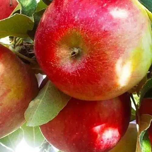 Саджанець Agro-Market Яблуня Хоней Крисп (зимовий сорт, пізній термін дозрівання) (23461) 1 шт. в упаковці - фото 3