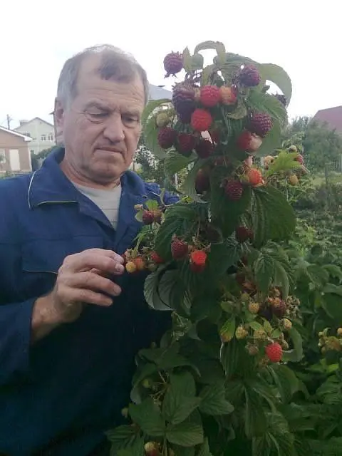 Саджанець Agro-Market Малина Вілламетте (Willamette) ранній термін дозрівання, сорт добре стійкий до хвороб) 2 шт. в пакуванні (25494) - фото 3