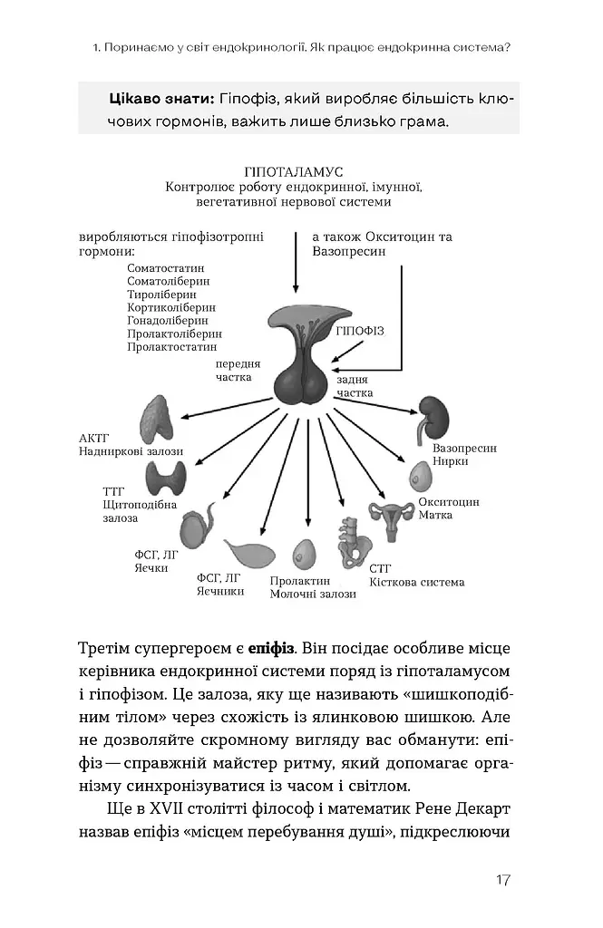 Магія гормонів. Невидимий диригент вашого життя - фото 14