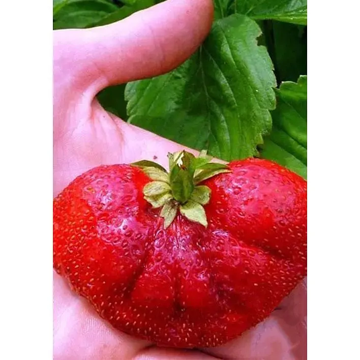 Саджанець Agro-Market Полуниця Богота (Bogota) 5шт (пізній термін дозрівання, великоплідний сорт) (44710) - фото 4