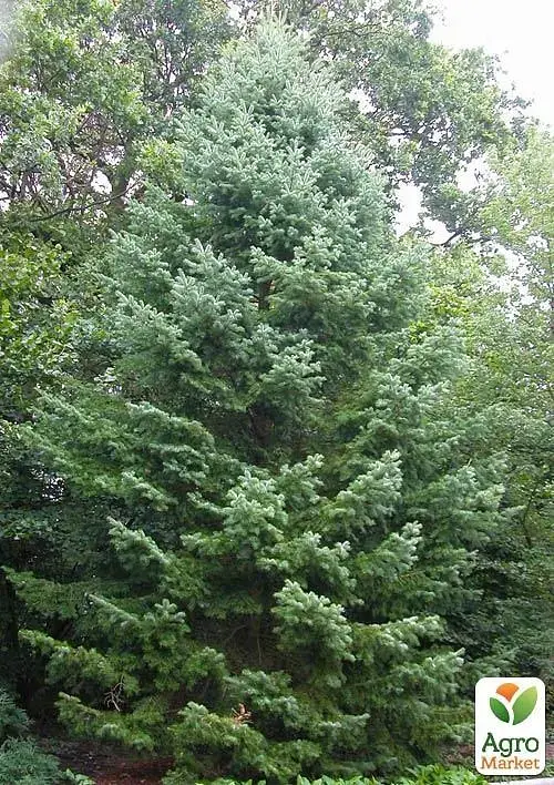 Саджанець Agro-Market Ялиця Маньчжурська (Abies holophylla) горщик P9, 1 шт. в упаковці (51738) - фото 2