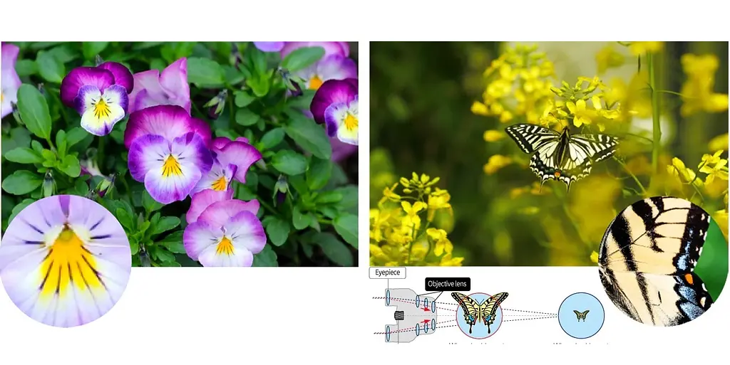 Бінокль Pentax UP 8.5x21 Papilio II (62002) - фото 9