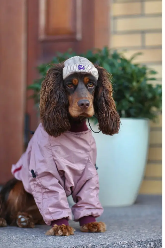 Шапка для собак Hat-Dog бежева (M) - фото 2