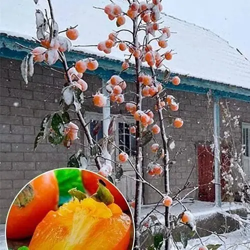 Саджанець Agro-Market Хурма морозостійка Традиційна найвищий сорт! (35910) 1 шт. в упаковці - фото 5