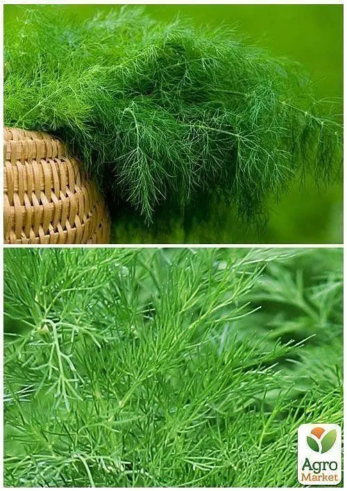 Семена Agro-Market Укроп Ароматный пучок на вес цена за 20 г (22052) - фото 3