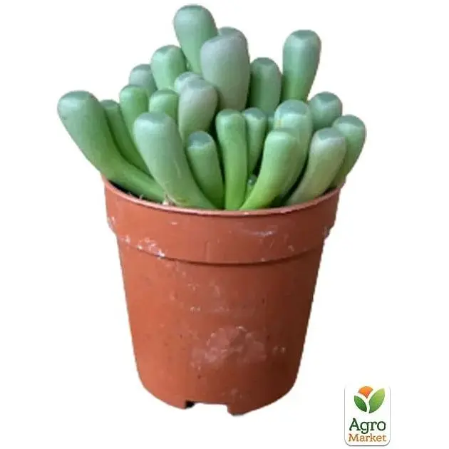 Літопси Agro-Market Живі Камені (Frithia Pulchra) (50778) 1 саджанець в упаковці (кімнатний) Нідерланди - фото 2