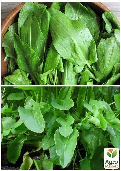 Насіння Agro-Market Щавель Товстолистий на вагу ціна за 6 г (22087) - фото 4