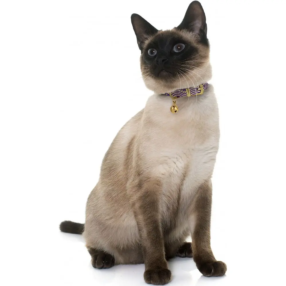 Ошейник для кошек BronzeDog Barksi Classic Волна кожаный одинарный с золотым тиснением 2XS 18-25х1 см фиолетовый - фото 4