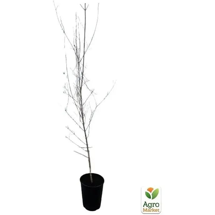 Саджанець Agro-Market Гранат садовий 3-х річний Велес (висота саджанця 90-120 см) (179135) 1 шт. - фото 3
