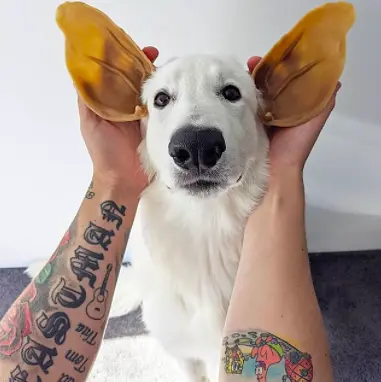 Натуральні ласощі для зубів собак WHIMZEES Dental Treats Veggie Ear, 1 шт. L - фото 2