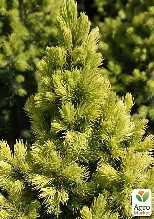 Саженец Agro-Market Ель 2-летняя канадская Biesenthaler Fruhling С2, высота 25-30 см 1 шт. в упаковке (176883) - фото 2