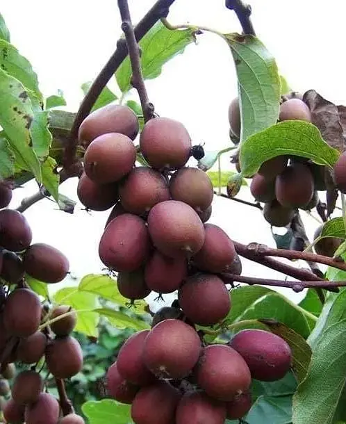 Саджанець Agro-Market Актинідія Кінс Ред (міні-ківі, морозостійкий сорт) (43947) 1 шт. в упаковці - фото 3