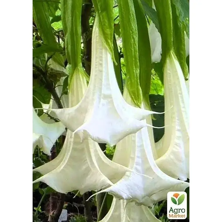 Саджанець Agro-Market Бругмансія деревоподібна White (49865) 1 шт. в упаковці - фото 3