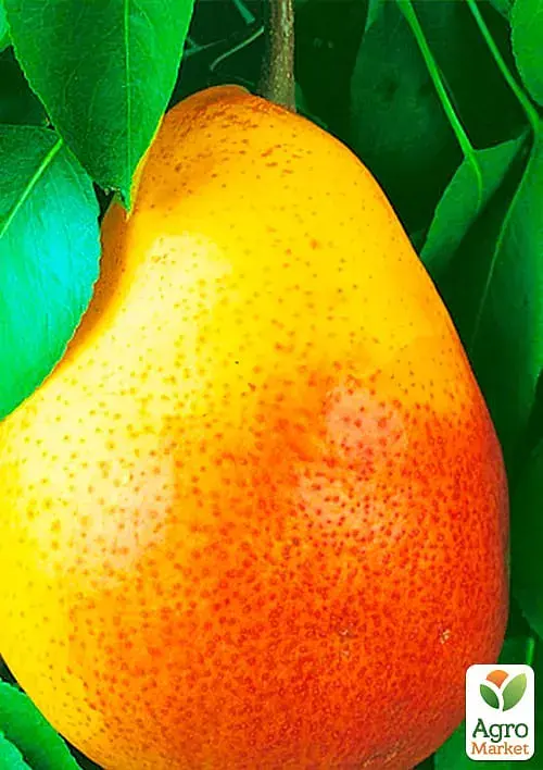 Саженец Agro-Market Груша Любимка Клаппа (летний сорт, ранний срок созревания) 1 шт. в упаковке (15784) - фото 2