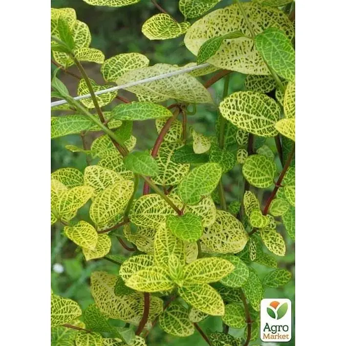 Саженец Agro-Market Жимолость Aureoreticulata Japonica (Декоративная, плетистая) С2 (116441) 1 саженец в упаковке - фото 2