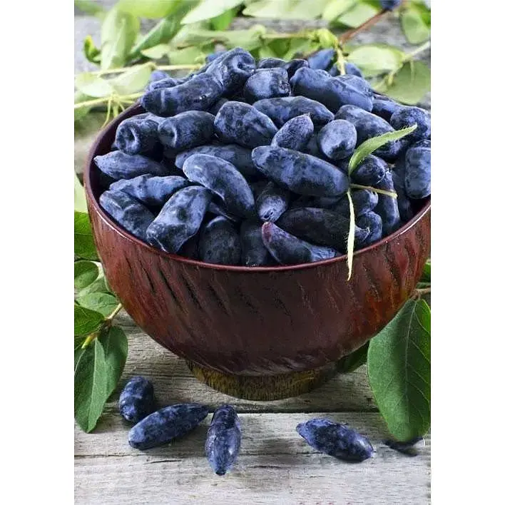 Саджанець Agro-Market Жимолость Німфа (середній термін дозрівання, один з провідних сортів) 1 шт. в упаковці (36259) - фото 4