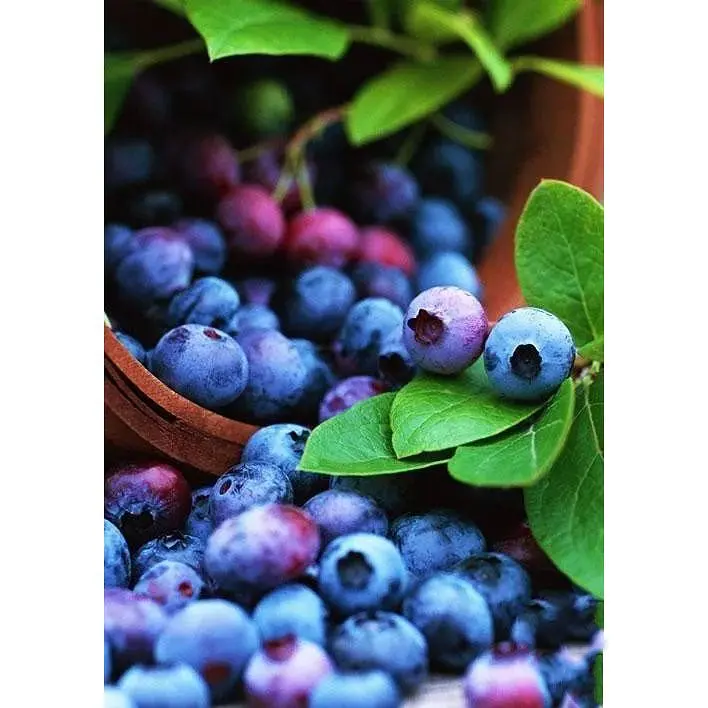 Саджанець Agro-Market Лохина (чорниця садова) Шантеклер (Chanticleer) (ранній термін дозрівання, високоврожайний сорт) 1 шт. в упаковці (36263) - фото 3