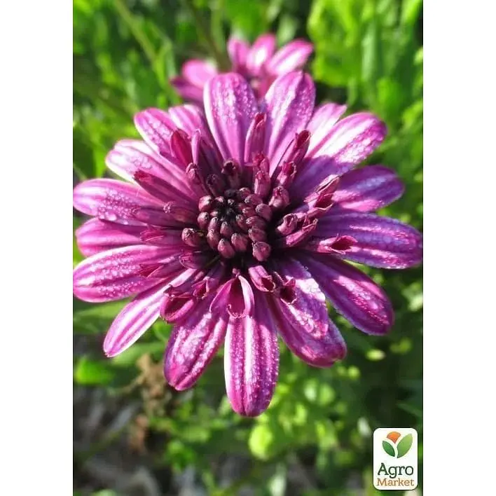 Саженец Agro-Market Остеоспермум махровый Pasodoble Francisco (контейнер №10 высота 10-20 см) (49095) 1 шт. в упаковке - фото 3