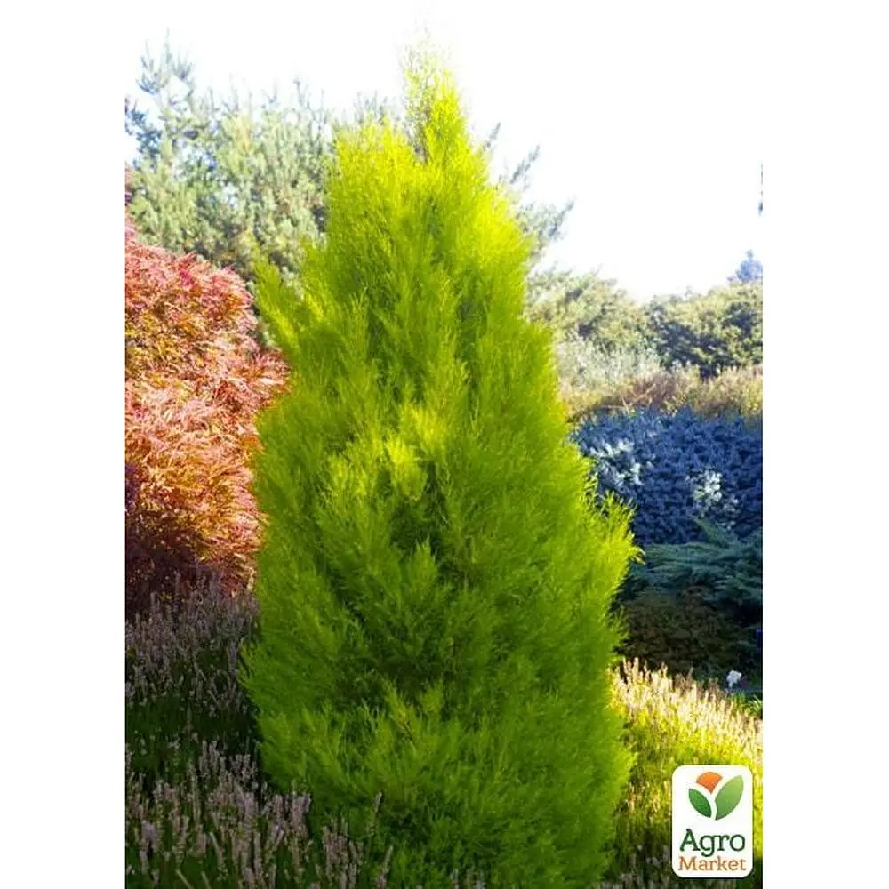 Саженец Agro-Market Кипарис лимонный Wilma 2-х летний С3, высота 50-70см (63446) - фото 3
