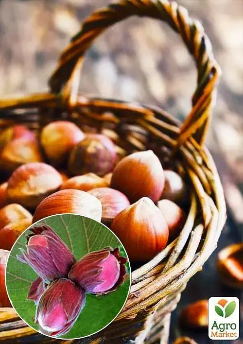 Саженец Agro-Market Фундук Ламберта (краснолистный, средний срок созревания, перекрестное опыление, сажать по 2 шт.) 1 шт. в упаковке (35538) - фото 2