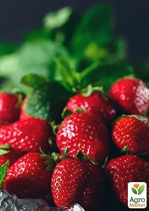Саджанець Agro-Market Полуниця Кент (Kent) (ранній термін дозрівання, ягоди добре зберігаються) 5 шт. в пакуванні (25735) - фото 3