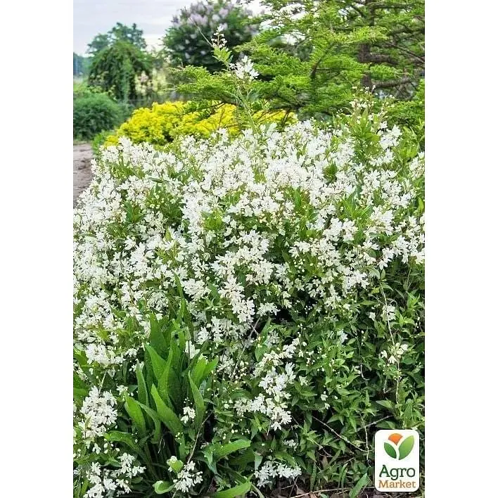 Саженец Agro-Market Дейция изящная Nikko (177160) 1 шт. в упаковке - фото 2
