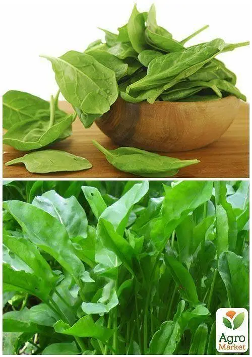 Насіння Agro-Market Щавель Широколистий на вагу ціна за 6 г (13355) - фото 3