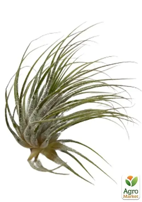 Саджанець Agro-Market Тілландсія Іонанта (Tillandsia Ionantha) атмосферна 1 шт. в упаковці (52061) - фото 2