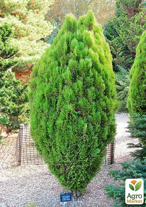 Саженец Agro-Market Туя восточная Aurea Nana С2 высота 25-30 см 1 шт. в упаковке (176867) - фото 2