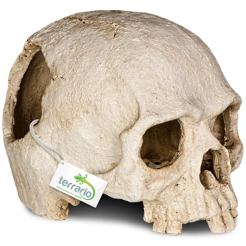 Декорація череп людини Terrario Human Skull 14x11x11см (151211) - фото 5