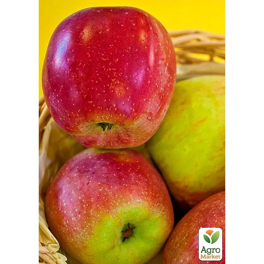 Саджанець Agro-Market Яблуня Флоріна укорінена в контейнері (саджанець 2 роки) (180490) - фото 5