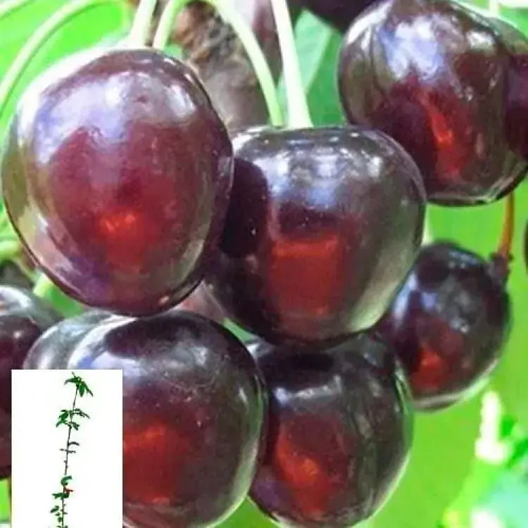 Черешня Agro-Market "Наполеон черная" укорененная в контейнере (саженец 2 года) (153203) 1 саженец в упаковке - фото 1