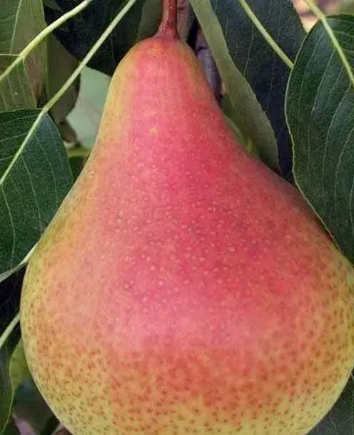 Саджанець Agro-Market Груша Осінь Буковини (осінній сорт, середній термін дозрівання) (35449) 1 шт. в упаковці - фото 2