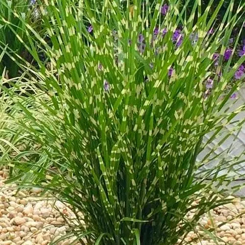 Саджанець Agro-Market Міскантус китайський Strictus Dwarf С2 (висота 60-80 см) (153782) 1 шт. в упаковці - фото 1