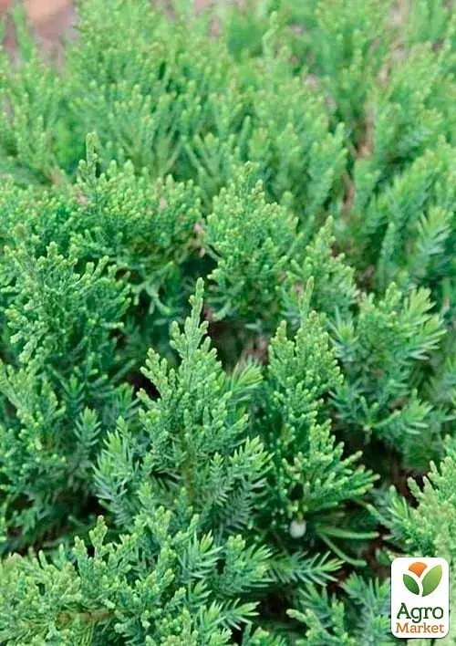 Саджанець Agro-Market Ялівець козацький Rockery Gem С3 діаметр 20-25 см 1 шт. в упаковці (176859) - фото 3