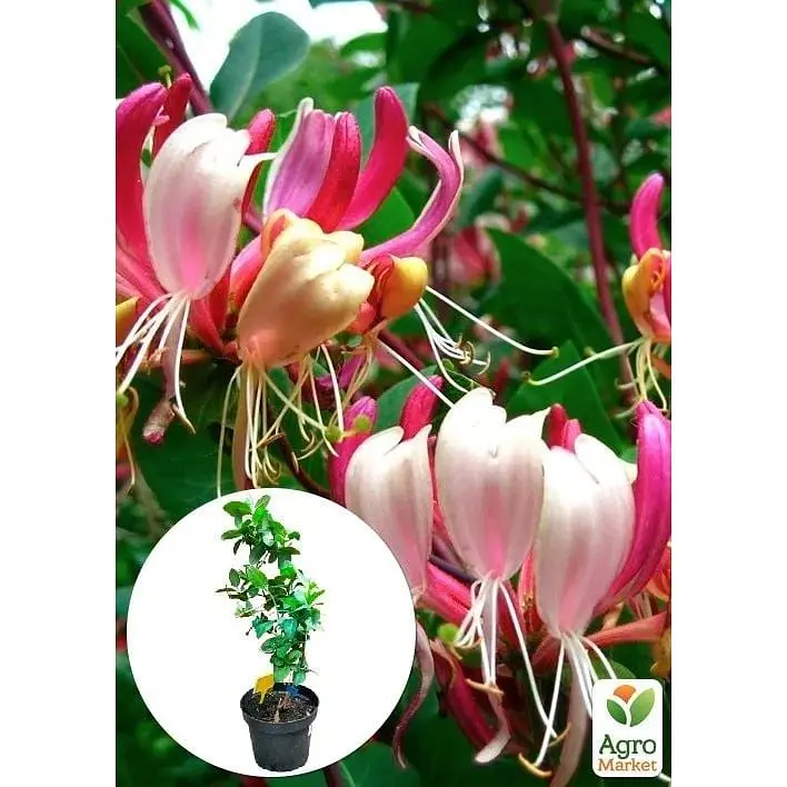 Саженец Agro-Market Жимолость Гекротта American Beauty, высота 50-90см, С2 (90917) 1 саженец в упаковке - фото 3