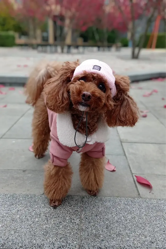 Шапка для собак Hat-Dog рожева (XL) - фото 5