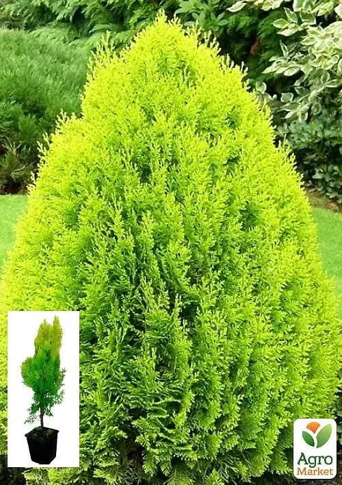 Саженец Agro-Market Туя 5-летняя восточная Pyramidalis Aurea С3 высота 50-60 см 1 шт. в упаковке (116269) - фото 2