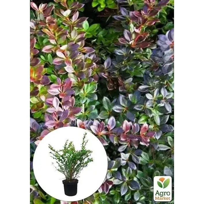 Саджанець Agro-Market Барбарис середній 2-х річний Park Jewel С3 висота саджанця 30-60 см (101795) 1 шт. в упаковці - фото 4