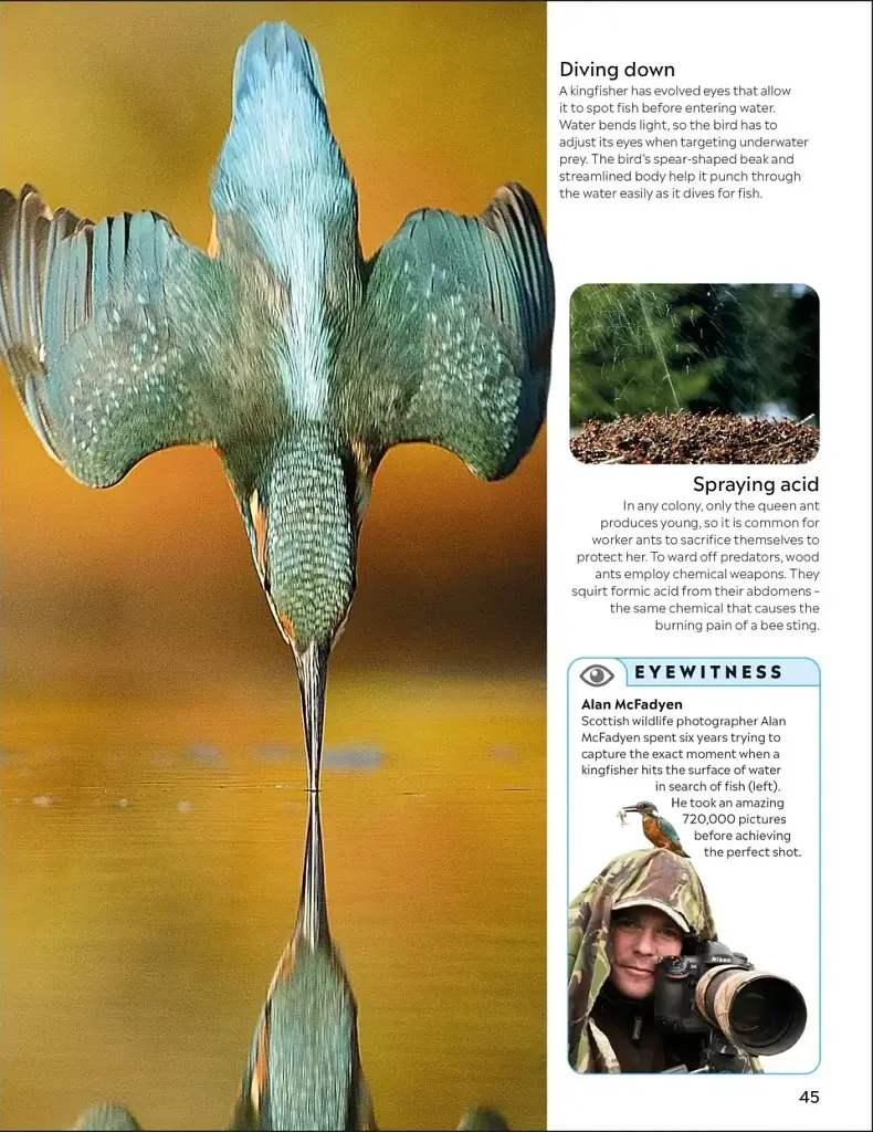 Eyewitness. Animal - фото 9