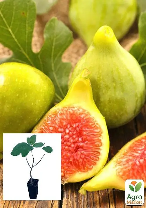Саженец Agro-Market Инжир золотистый Вердал 2-х летний ранний крупноплодный сорт 1 шт. в упаковке (102129) - фото 2