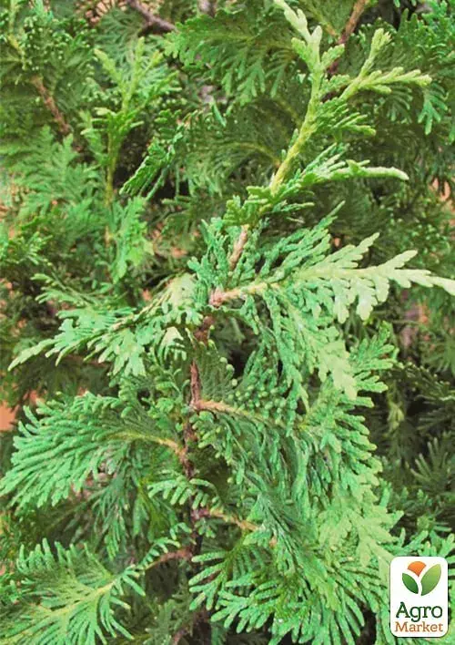 Саженец Agro-Market Туя западная Spiralis С5 высота 60-70 см 1 шт. в упаковке (176865) - фото 2