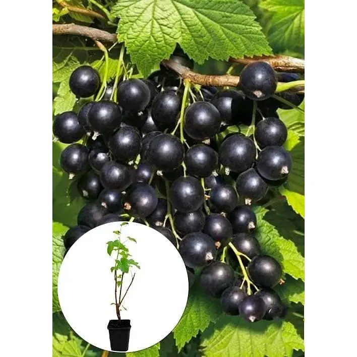 Саженец Agro-Market LMTD Смородина Ben Nevis (сортовая, укорененная) высота 50-70см из Нидерландов 1 шт. в упаковке (93473) - фото 2