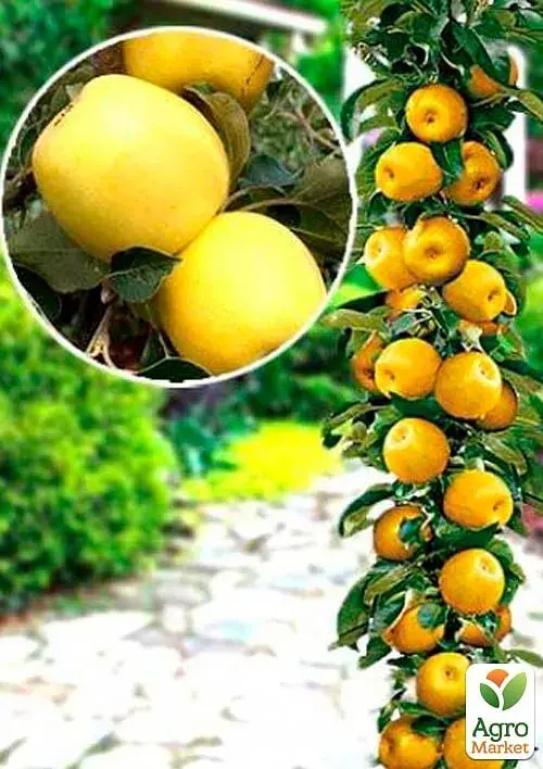 Саджанець Agro-Market Яблуня колоновидна Янтарне намисто 1 шт. в упаковці (52713) - фото 2