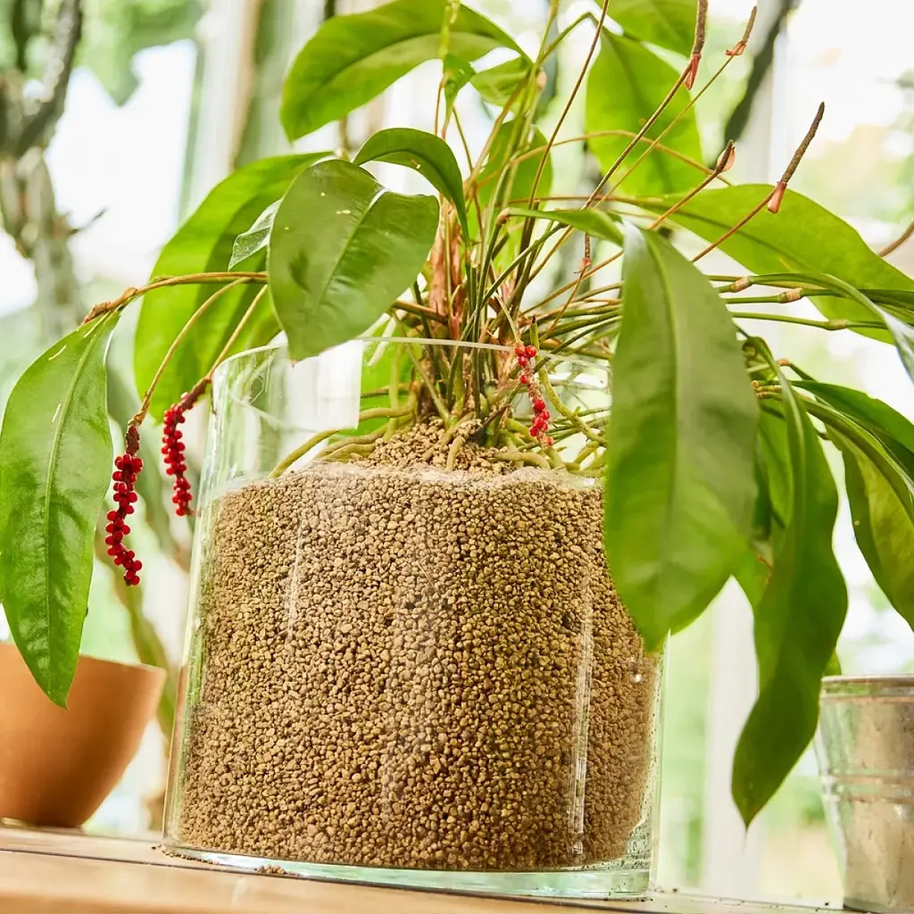 Субстрат Compo Bio Granuplant для кімнатних рослин 6 л (8818) - фото 9