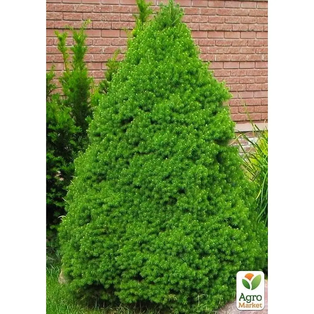 Саженец Agro-Market Ель 2-х летняя канадская Conica S2, высота 25-40см (64139) - фото 2