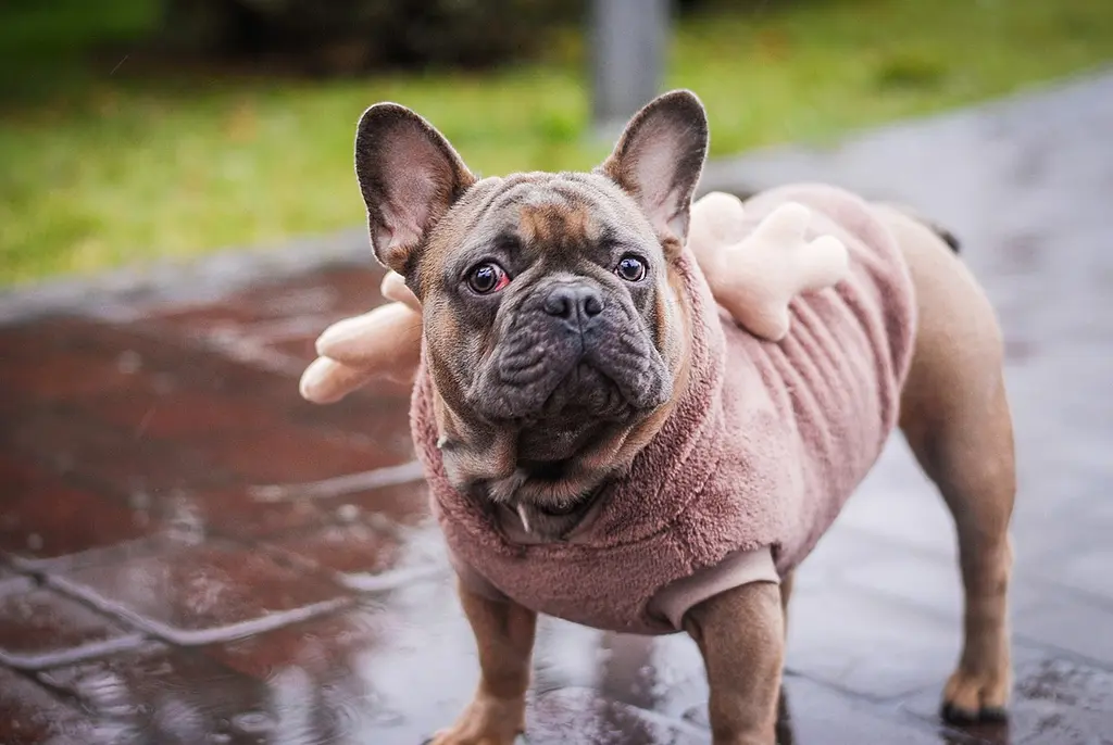 Кофта Smart Pet Bamby - фото 2