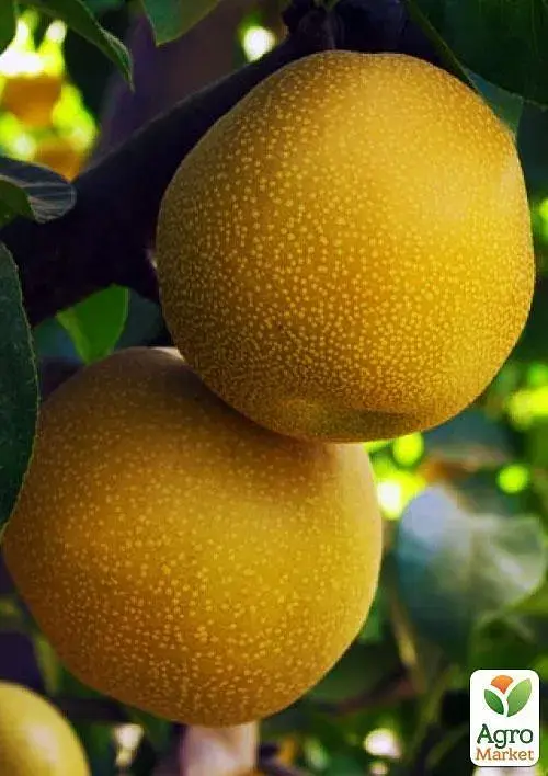 Саженец Agro-Market Азиатская груша Дайсуле (летний сорт) 1 шт. в упаковке (45356) - фото 2