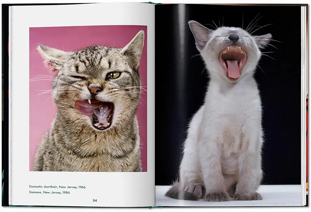 Walter Chandoha. Cats. Photographs 1942-2018 - фото 4